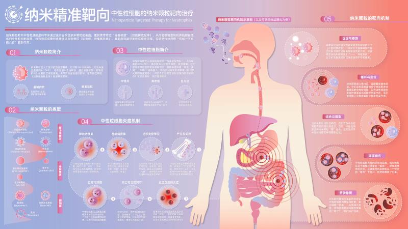 纳米精准靶向：中性粒细胞的纳米颗粒靶向治疗