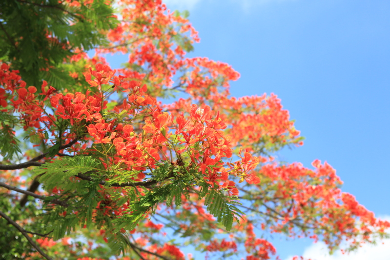 繁花似锦的清华